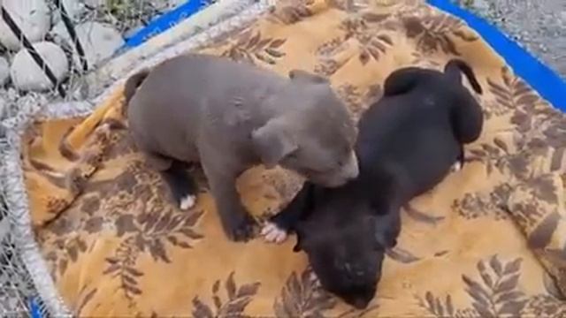 Бешбола ит бозори. Бугун зор болди.