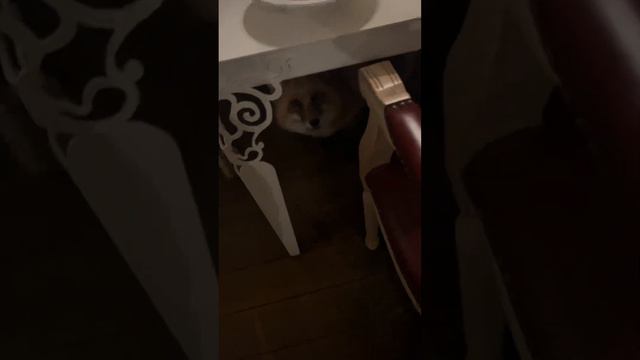 Алиса - лиса. Перед сном смотреть онлайн