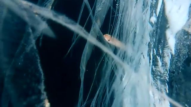 Голомянка под Байкальским льдом смотреть онлайн