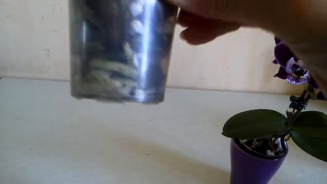 Цветущие мини фаленопсисы (phalaenopsis Little Lady ). Результаты скудного полива. Проблемы роста. смотреть онлайн