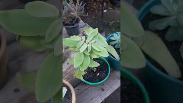 Mostrando Minhas Minhas Duas Comprinhas.