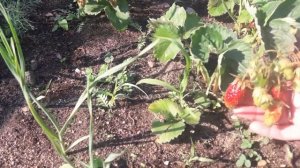 ???ЗЕМКЛУНИКА (((  ЦУКАТ МУСКАТЫЙ)))???