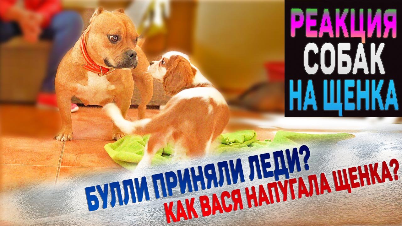 Взрослая собака напугала маленького щенка! Кавалер Кинг Чарльз Спаниель и Американские Булли. смотреть онлайн