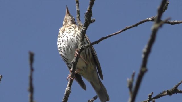 Птичка на яблоне / Цветут цветы весной на даче смотреть онлайн