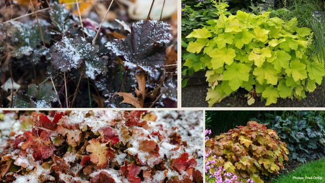 Top plants picks for perennial gardening смотреть онлайн