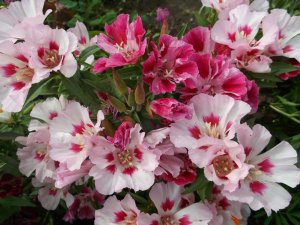 Годеция РЕЛАКС АРТ-ТЕРАПИЯ ИМПРОВИЗАЦИЯ композитор Виктор Анохин #instrumentalmusic #flowers #музыка