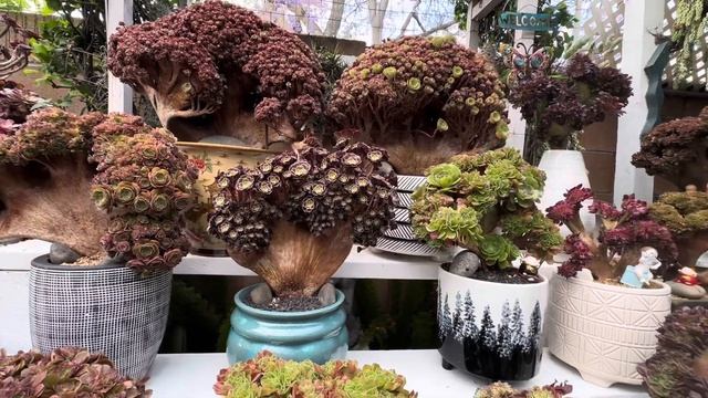 Bộ Sưu Tập Sen Đá Đột Biến Trong Vườn Bạch Hương # Aeonium Halloween & Aeonium Velours Collection . смотреть онлайн