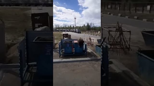 Голодные медведи приходят на мусорку чтобы поесть. Нефтяники подкармливают медведей. смотреть онлайн