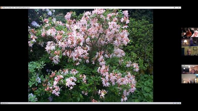 Dick Cavender on Rhododendron Occidentale смотреть онлайн