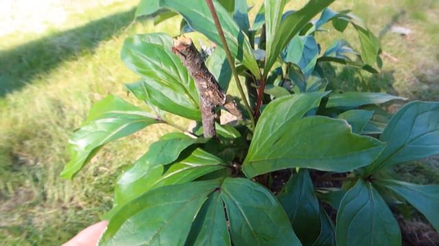 ปลูกดอกโบตั๋นและเทคนิคเปลี่ยนสีดอกไฮเดรนเยีย(Peony & How to changing the color of hydrangea flowers смотреть онлайн