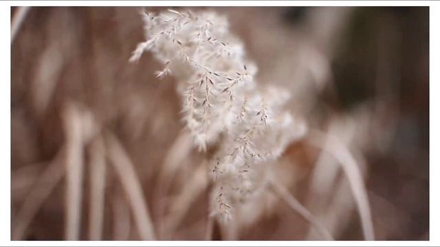 Canon EOS M - a hidden gem (featuring 7artisans 35mm f1.4) смотреть онлайн