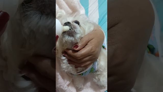 furn baby dinner смотреть онлайн