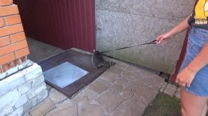 VLOG Алисе нравится Назар. Даша ревнует.