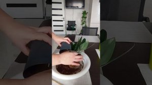 Почему нужно пересаживать комнатные растения сразу после покупки в магазине.