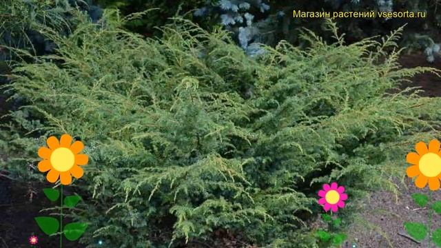 Можжевельник обыкновенный Бартон. Краткий обзор, описание характеристик juniperus communis Barton смотреть онлайн