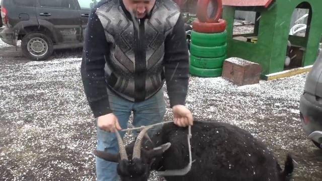 КОЗЫ ДЕДА МАТВЕЯ ПОПАЛИ В МНОГОДЕТНУЮ СЕМЬЮ! смотреть онлайн