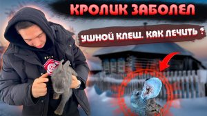 КРОЛИК ЗАБОЛЕЛ/УШНОЙ КЛЕЩ/КАК ЛЕЧИТЬ ?