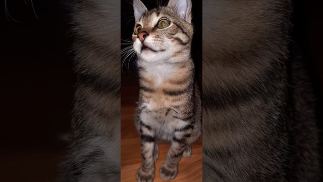 Медитация смотреть онлайн