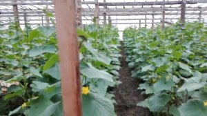 Как сделать проветривание в Теплице правильно !