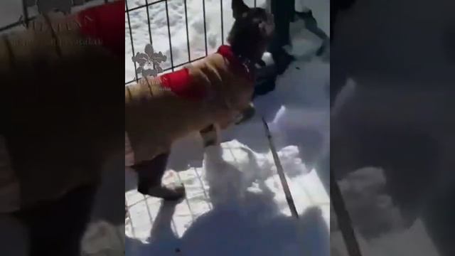 наша выпускница питомника Каталея, каракет ф1 Фея Каталея, г.Москва смотреть онлайн