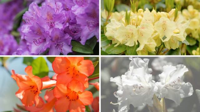 Top 5 Plants for Early Spring Color | NatureHills.com смотреть онлайн