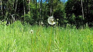 Где-то на лесной поляне. Звуки природы. Пение птиц. Видео для отдыха.