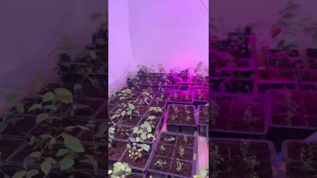 Голубика 19 февраля