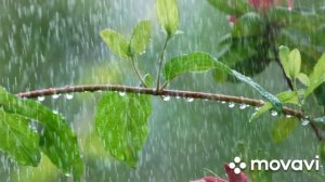 Бетховен музыка слез под звуки дождя.