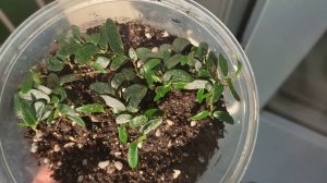 Укоренение фикуса пумила анук (pumila anouk)