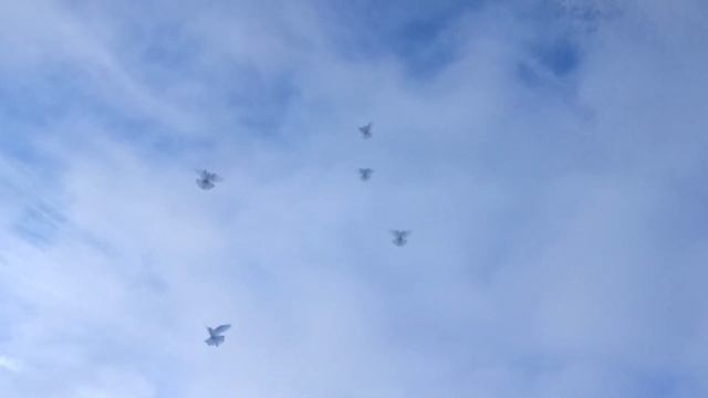🕊️Крымские бескружные белые 🕊️ветер северный 9-12м /с 🕊️12.01.2024.г. смотреть онлайн
