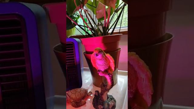 #цветынаокошке #антуриум#всветецветолампы антуриум в "цвету" 😀 31 мая 2022 г. смотреть онлайн