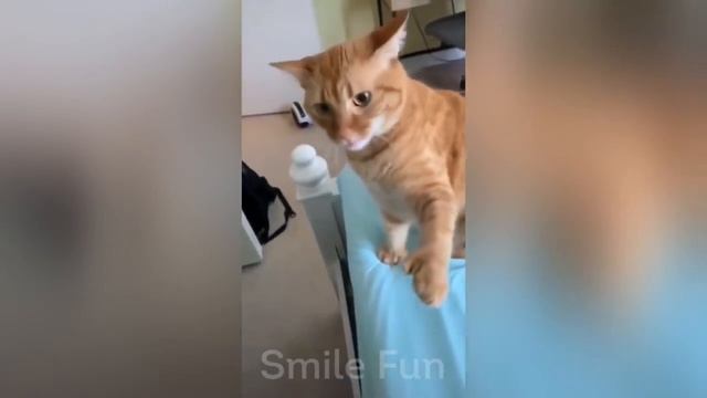 Смешные котики #83.mp4 смотреть онлайн