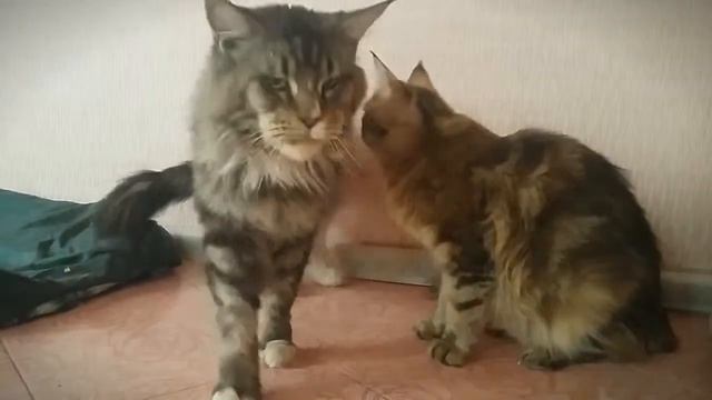 Парочка смотреть онлайн