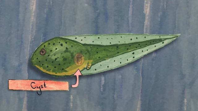 Why Does This Frog Have So Many Legs?! смотреть онлайн