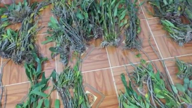 Lan rừng 11-12 đã hết ạ, vài ngày nữa e về trầm tím nhé khách. смотреть онлайн