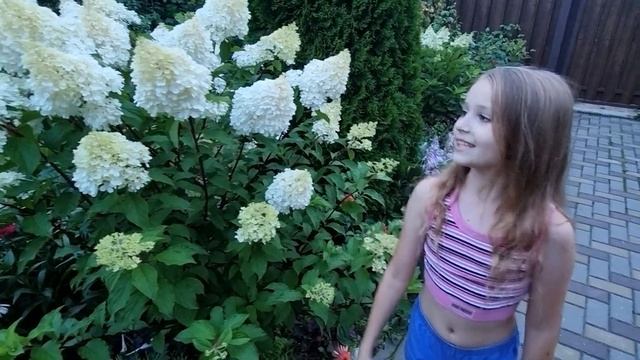 Знакомьтесь - метельчатая гортензия «Ванилла Фрейз». смотреть онлайн