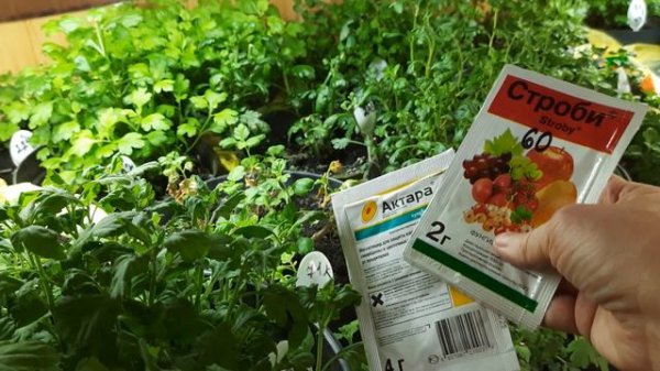 8 марта 2023 г. МАТОЧНИКИ ХРИЗАНТЕМЫ.  ВЕСНА, ПРОБЛЕМЫ.  РЕШАЕМ ВМЕСТЕ.