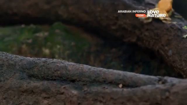 Мир диких животных. Дикая природа. Аравийская пустыня ?.Сезон дождей смотреть онлайн