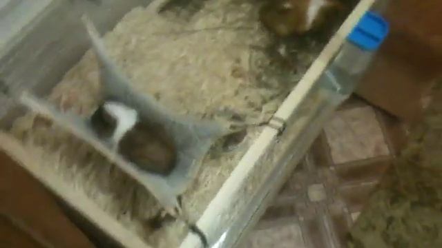 Самодельная двухэтажная клетка для морских свинок смотреть онлайн