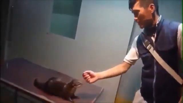 Смешные животные 2 смотреть онлайн