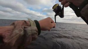 Крупный силикон ловит крупную рыбу... Судак на крупный силикон.