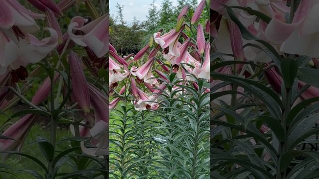 ‘Eastern Moon’ lily is too beautiful for words!!! #flowergarden #cutflowergarden смотреть онлайн