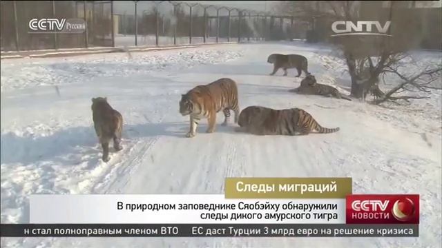 В природном заповеднике Сяобэйху обнаружили следы дикого амурского тигра смотреть онлайн