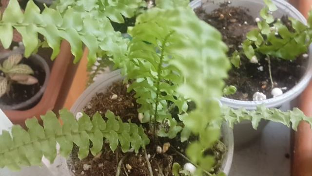 Как поливать комнатные растения. Несколько удобных вариантов. смотреть онлайн