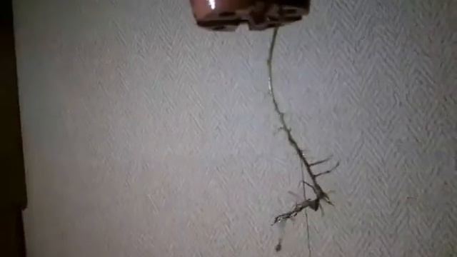 Винтовая пальма смотреть онлайн