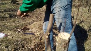 Прививка яблони весной?Grafting Apple trees?100% способ под кору от садовода любителя