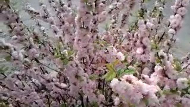 Розовый куст первых роз. смотреть онлайн