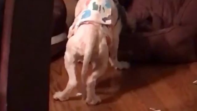 Zachráněné štěně Ani Nevědělo, Jak Si Správně Lehnout…