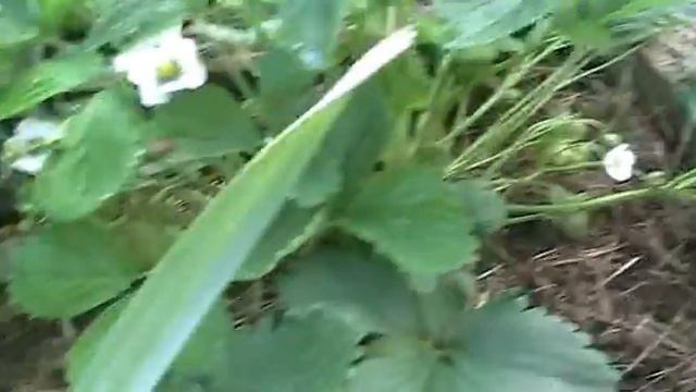 Земляника сортов эльсинора и нагаоко // Секреты хороших урожаев. смотреть онлайн