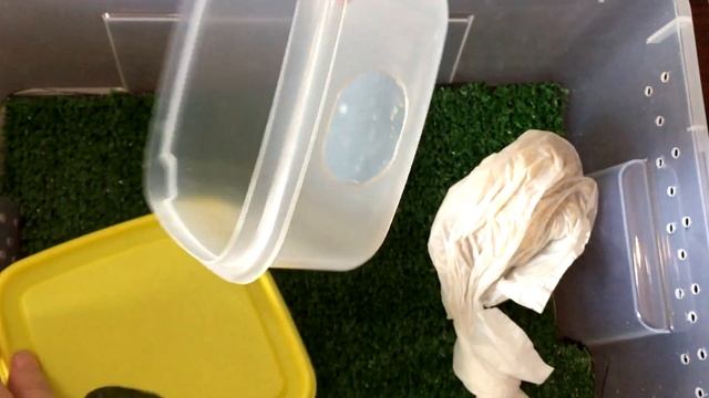 КАК СДЕЛАТЬ СТАРТОВЫЙ НАБОР ДЛЯ СОДЕРЖАНИЯ ЭУБЛЕФАРА СВОИМИ РУКАМИ В ДОМАШНИХ УСЛОВИЯХ смотреть онлайн